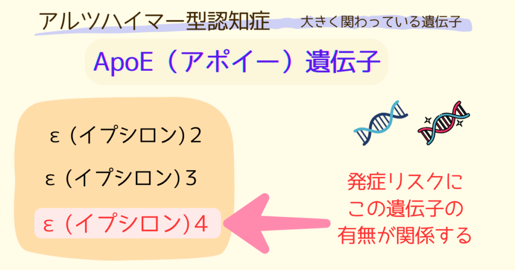 ApoE（アポイー）遺伝子とは？